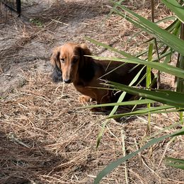 River - Red male Dachshund puppy in Venice, Florida from Von Raab Dachshunds