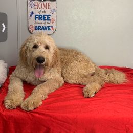 Miracle - Bernedoodle