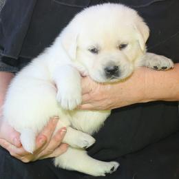 Boy Also Available - Yellow male Labrador Retriever puppy in Lakeside, California from Labs To Love