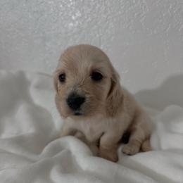 Ivorie - Cream female Dachshund puppy in San Diego, California from Enchanted little dachshunds