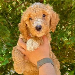 Aurora - Apricot female Aussiedoodle puppy in Upper Lake, California from Redwood Aussiedoodles