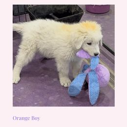 Orange Boy - White male Maremma Sheepdog puppy in Kings County, California from Prancing Pony Farm Maremma Sheepdogs