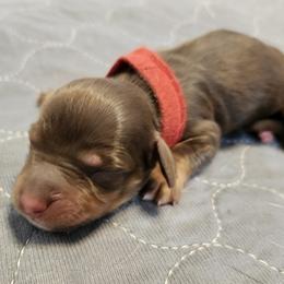 Boy 2 - Chocolate and tan male Dachshund puppy in Amarillo, Texas from Panhandle Dashing Doxies