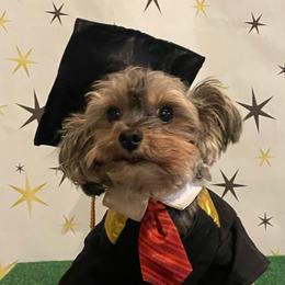 PUDDER - Yorkipoo
