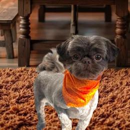 Shih Tzus from Nancy's Cuddle Babies