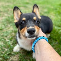 Bunny - Black and tan female Pembroke Welsh Corgi puppy in Mount Nebo, West Virginia from Summersville Corgis of Groves Farm