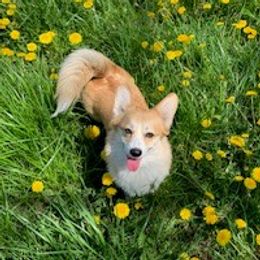 Penny - Pembroke Welsh Corgi