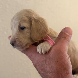 Grace - Cream female Dachshund puppy in Florida from Best Shepherds