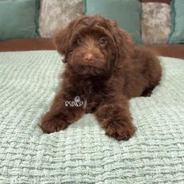 Pecan - Chocolate male Assorted Doodle Crosses puppy in Lake Charles, Louisiana from Brandi’s Southern Doodles & Poodles, LLC