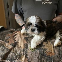 Shih Tzu Puppies from Prestige Shih Tzu Family