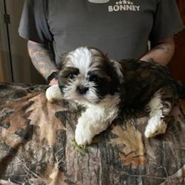 Shih Tzu Puppies from Prestige Shih Tzu Family