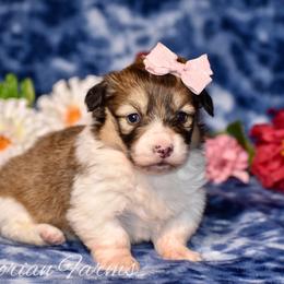 Apple - Sable female Pembroke Welsh Corgi puppy in East Canton, Ohio from Victorian Farms