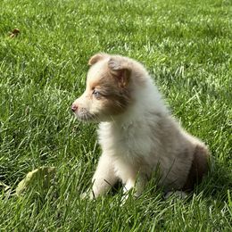 RMF3 - Red merle female Miniature Australian Shepherd puppy in Lexington, Nebraska from Osborne's Aussies
