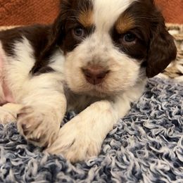 Girl 3 - English Springer Spaniel puppy in Wayland, New York from Hatfield Nation Springer Spaniel