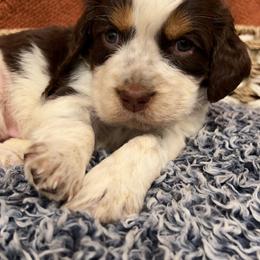 Girl 3 - English Springer Spaniel puppy in Wayland, New York from Hatfield Nation Springer Spaniel