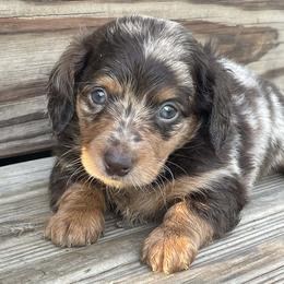 Armani - Dapple male Dachshund puppy in Industry, Illinois from KDKs Kennels