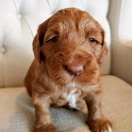 Australian Labradoodle Puppies from Lavender Fields Australian Labradoodles