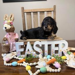 Priscilla - Black and tan female Dachshund puppy in Dawson, Alabama from Bells Dashing Dachshunds