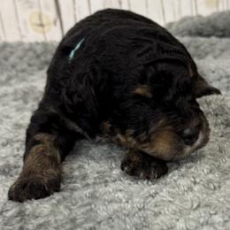 Brandy's Lt.Blue Collar 2150.00 - Tri-color male Bernedoodle puppy in Alvin, Texas from JP Southern Doodles