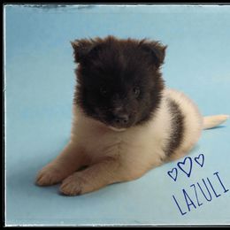 Lazuli - White and black male Shetland Sheepdog puppy in Minnesota from Sheltie Puppies