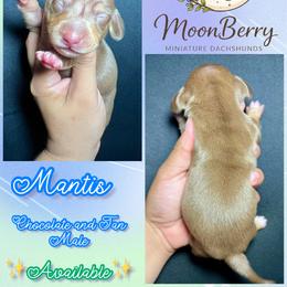 Mantis-CKC - Chocolate and tan male Dachshund puppy in Tecumseh, Oklahoma from MoonBerry Miniature Dachshunds