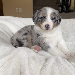 Girl 4 - Australian Shepherd puppy in Stanwood, Michigan from Double T Aussies