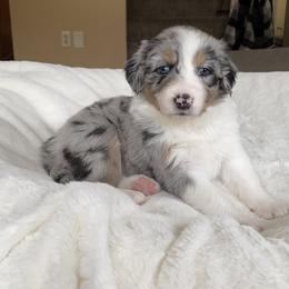 Girl 4 - Australian Shepherd puppy in Stanwood, Michigan from Double T Aussies