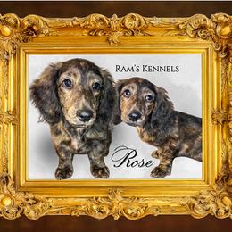 Rose - Brindle female Dachshund puppy in Splendora, Texas from Ram’s Kennels