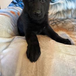 Char - Black female German Shepherd puppy in Jennings, Kansas from Lost Creek German Shepherds LLC