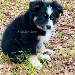 Fred - Black tri male Miniature Australian Shepherd puppy in Lacombe, Louisiana from Indigo River Toy & Mini Aussies