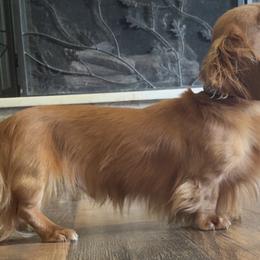 Bailey - Dachshund