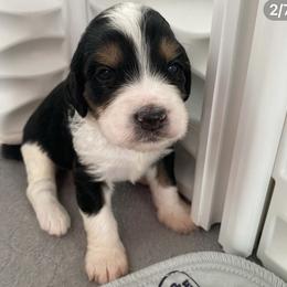 Bernedoodle and Goldendoodle Puppies from Saratoga Goldendoodles
