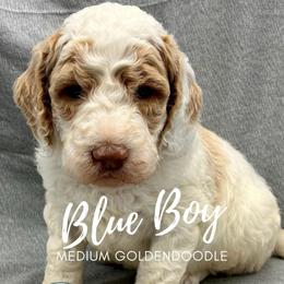 Blue Boy - Parti male Goldendoodle puppy in Travelers Rest, South Carolina from Bailey Mountain Doodles