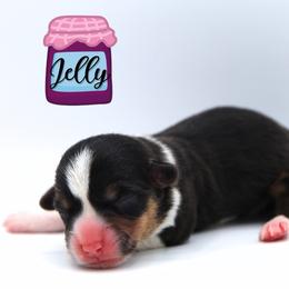Jelly - Black and tan female Pembroke Welsh Corgi puppy in Star City, Arkansas from Say When Corgi Co.