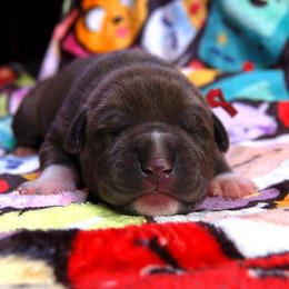 Red Collar boy - Blue male American Bully puppy in Sandy Hook, Connecticut from Fia Bullies