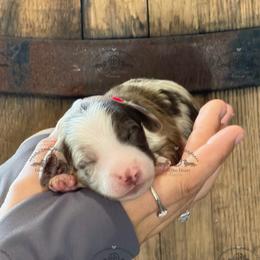 Mr. Red-4800 - Dapple male Dachshund puppy in Ocala/Gainesville, Florida from From the Heart Doxies