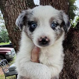 Boy 1 - Blue merle male Australian Shepherd puppy in Lakeland, Florida from Infinite Aussies