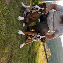 Boxer Puppies from Whynot Blue Ridge Mountain Boxer's