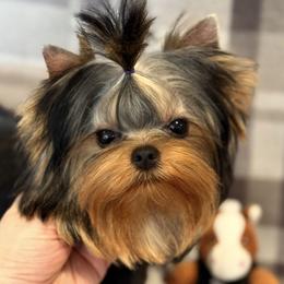 Boy - Blue and gold male Yorkshire Terrier puppy in Placerville, California from Diamond Springs Boutique