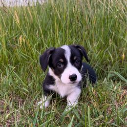 CONWAY - Black and tan male Pembroke Welsh Corgi puppy in Ritzville, Washington from Sapphire Iris Corgis