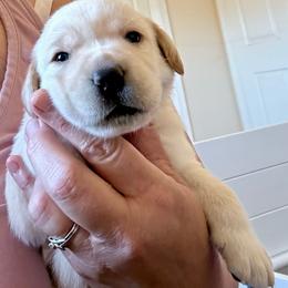 Sweet boy 3 - Yellow male Labrador Retriever puppy in Ranchita, California from Pacific Crest Labradors