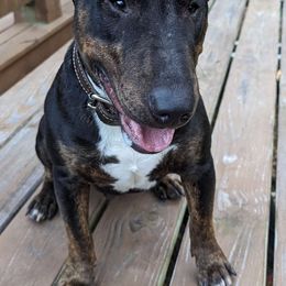Chico - Miniature Bull Terrier