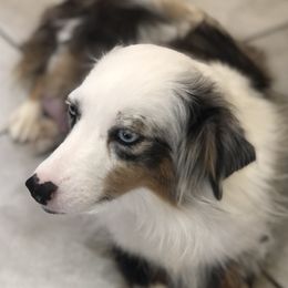 Nelly - Australian Shepherd