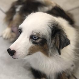 Nelly - Australian Shepherd