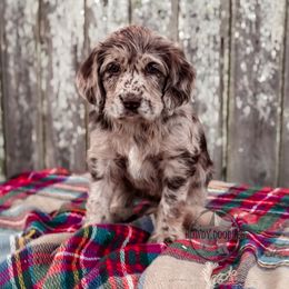Bordoodle and Labradoodle Puppies from Howdy Doodles