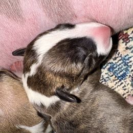 Frosty - Brindle and white male Bull Terrier puppy in Springfield, Ohio from Lynn Hill Bull Terriers