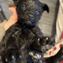 Poodle, Shihpoo, Shih Tzu, Shorkie, and Yorkipoo Puppies from Oodles of Poodles & Doodles