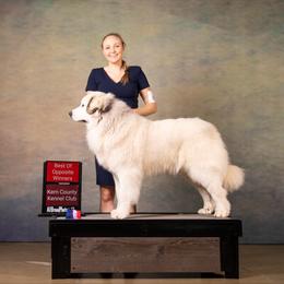 Harley - Great Pyrenees