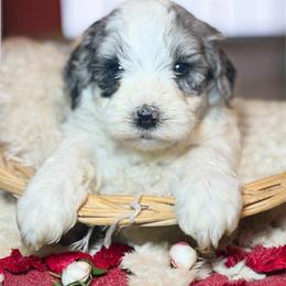 Bandit - Merle male Goldendoodle puppy in North Branch, Michigan from Graceful Miniature Goldendoodles