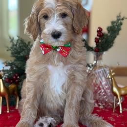 Hank- cream collar - Red  male Goldendoodle puppy in Yuciapa, California from AlltheDoodlez_